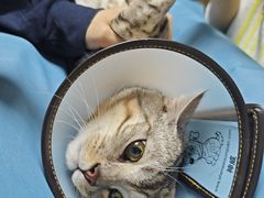 -喜多萌中农锦绣动物医院24H·猫科·牙科MRI·CT