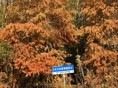 -上海海湾国家森林公园