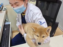 -瑞派·关忠动物医院(国瑞店)