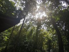 -西湖风景区十里琅珰-五云山