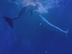 -多彩贵州城极地海洋世界