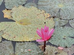 -中国科学院西双版纳热带植物园