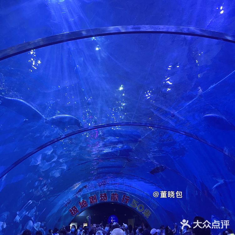 来青岛和海洋动物亲密接触|海昌极地海洋公园更好玩