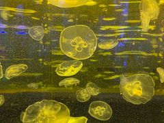 -锦艺城海洋馆