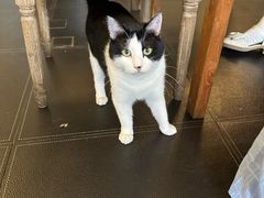 -猫小院猫主题餐厅(南锣旗舰店)