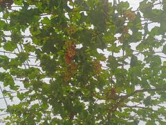 -金谷域澳洲庄园