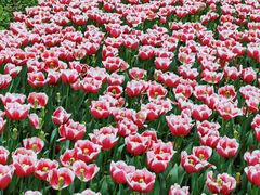 -玄武湖景区-情侣园游乐场