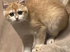 -东方名猫馆·英短金渐层布偶猫舍(环线广场1号楼店)