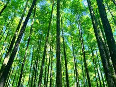 -山王坪喀斯特国家生态公园