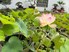 -上海醉白池公园