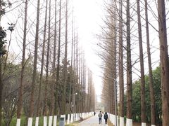 -昆山城市生态森林公园