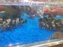 -盒马鲜生(枣园路店)