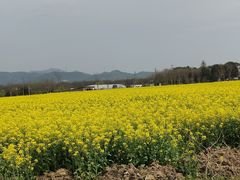 -径山花海