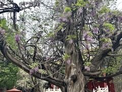 -北京国子监胡同