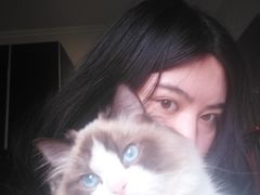 -猫十亿·布偶金渐层·曼基康矮脚猫舍(青年路店)