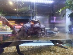 -中环花鸟鱼虫市场