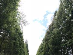 -日照海滨国家森林公园