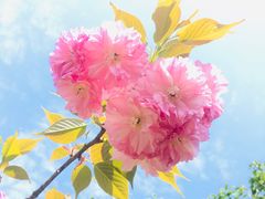 -南汇桃花村