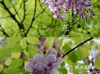 错过樱花季，你还可以去赏紫藤！