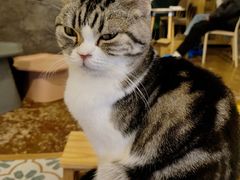 -猫猫幼稚园·撸猫·桌游·电玩