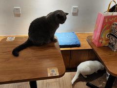 -有猫主题·治愈系猫咖(曾厝垵店)
