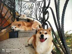 -喜柴咖啡·柴犬狗咖