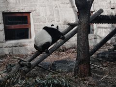 -北京动物园