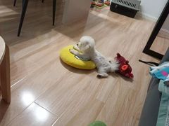 -翊宠yipet猫狗购宠庄园犬舍•猫舍