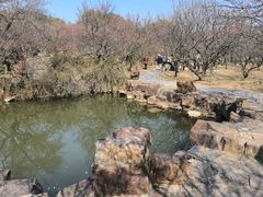 -香雪海