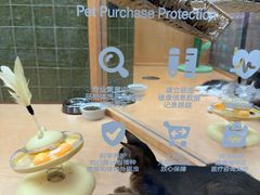 -帕帕拉兹宠物(亚洲旗舰店)