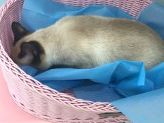 -纳吉亚猫专科动物医院·北北分院