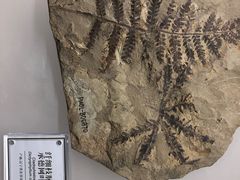 -辽宁古生物博物馆
