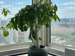 -朝来春花卉市场