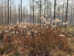 -黄海国家森林公园