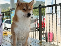-趣玩宠物乐园寄养训犬训狗游泳池