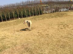 -武汉紫薇都市田园