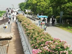 -上海滨江森林公园