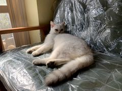 -猫色咖啡·猫咖