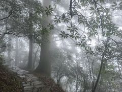 -天目山大树王景区