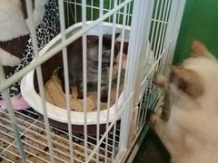 -喵店&猫咖