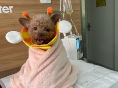 -爱侣宠医·鹦鹉专科·小型哺乳类·异宠专科(灵石路店)