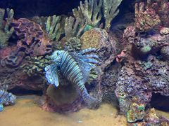 -上海海洋水族馆