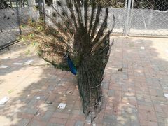 -长白岛森林公园