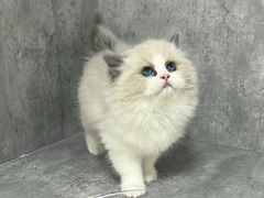 -小猫来了·猫舍(红山六九七九店)