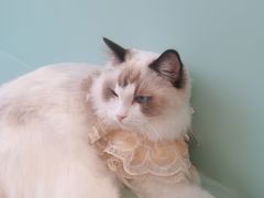 -怪兽屋·羊驼·猫咖·狗咖(俊华广场店)