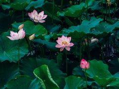 -白鹭湾湿地公园