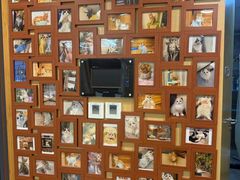 -猫十亿·布偶金渐层·曼基康矮脚猫舍(青年路店)