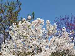 -天适樱花悠乐园