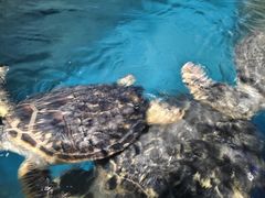 -烟台海昌鲸鲨海洋公园