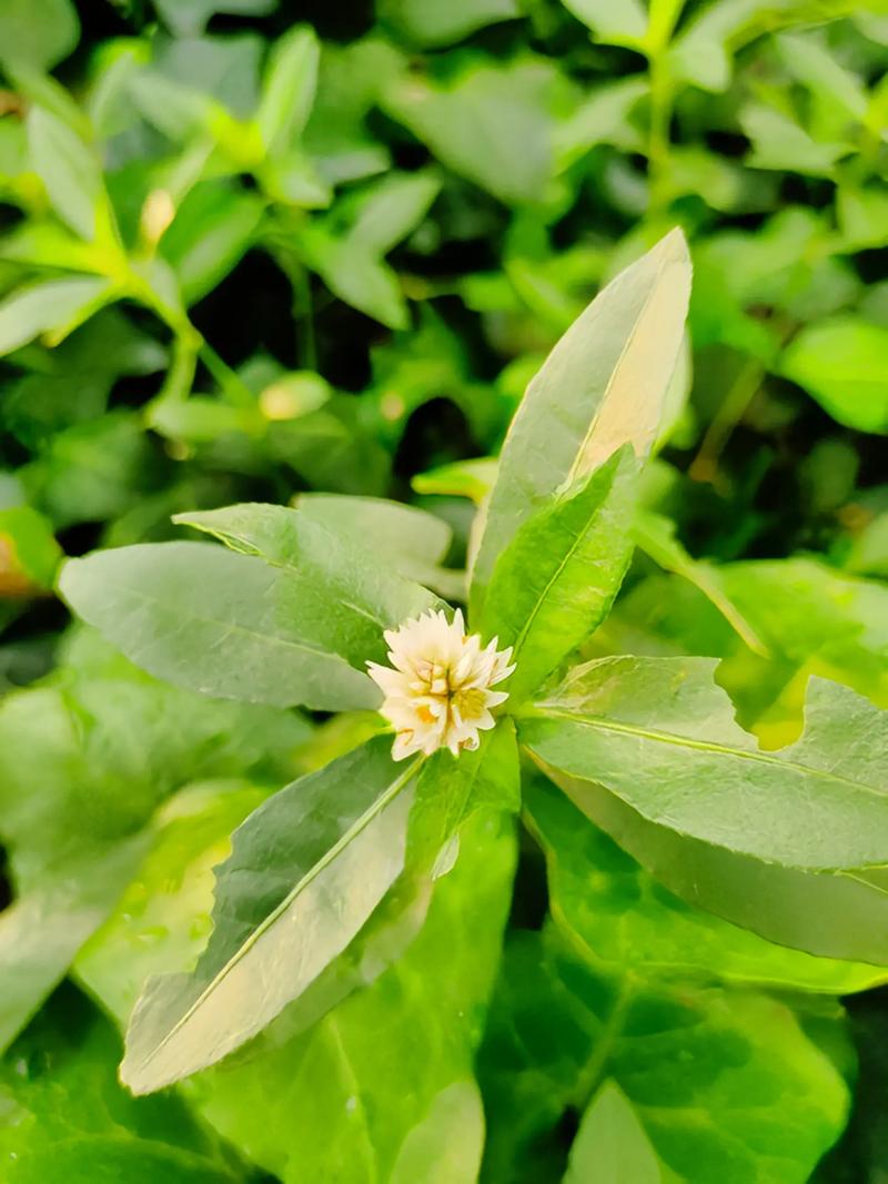 喜旱莲子草 食用方法图片